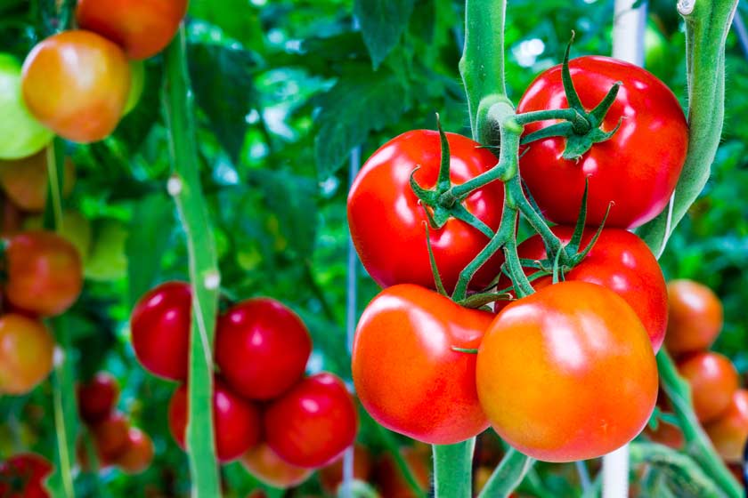 Imágen de Tomates Terra Sabvia